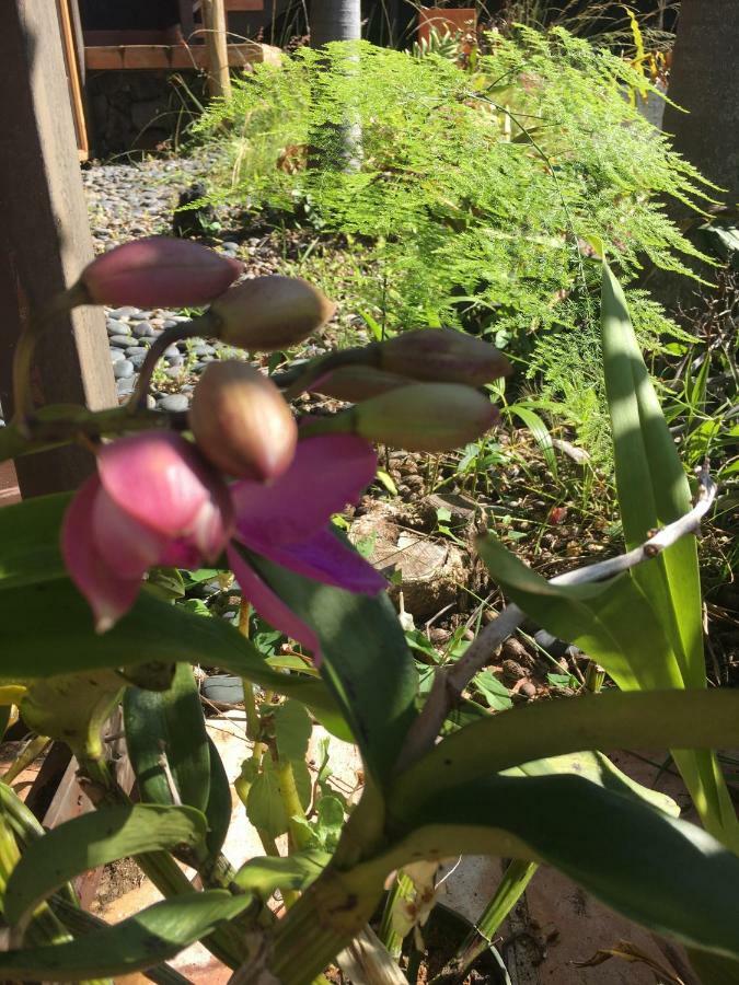 Holualoa Bungalows Keauhou Zewnętrze zdjęcie